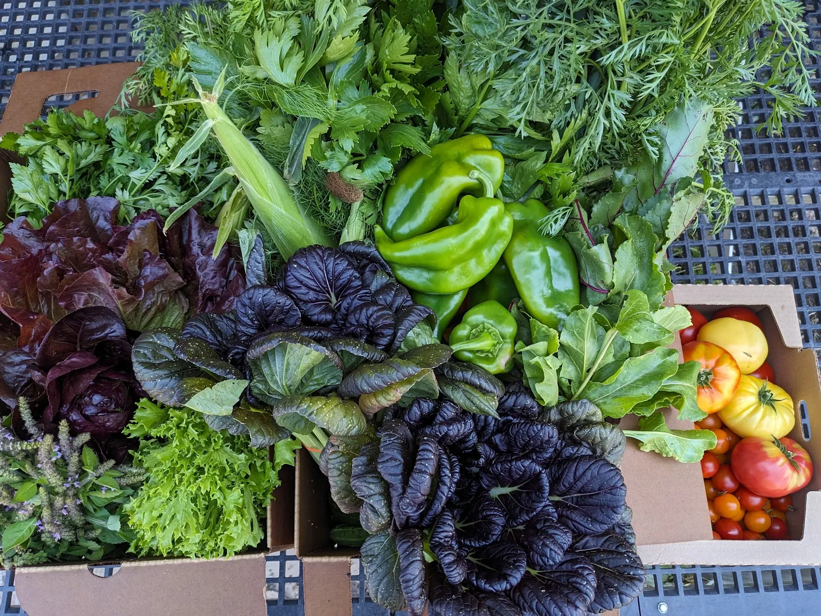 Boxes of just-picked Blue Glass Farm produce — lettuces, peppers, greens, herbs, and heirloom tomatoes