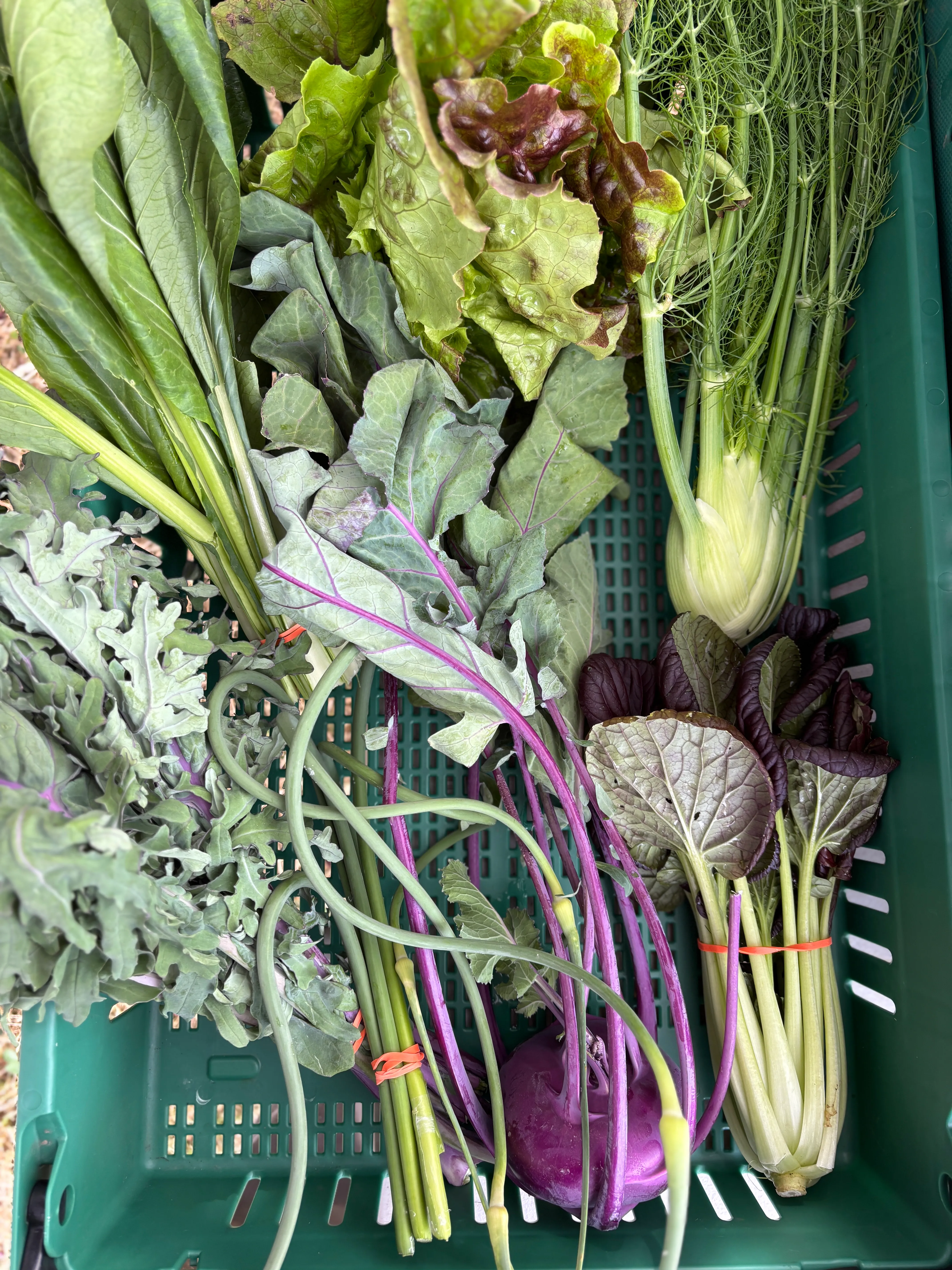 Week 3 CSA share