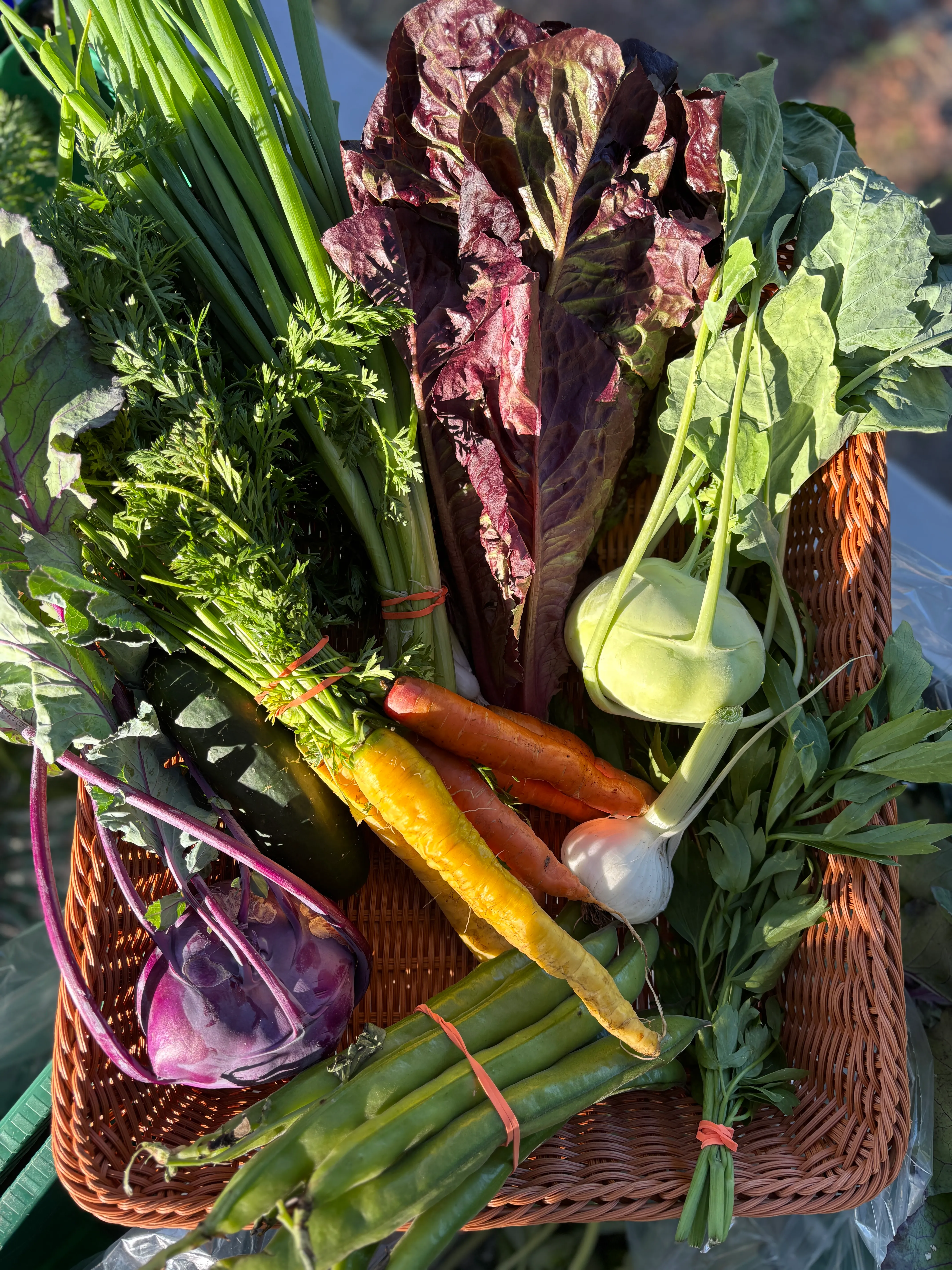 Week 5 CSA share