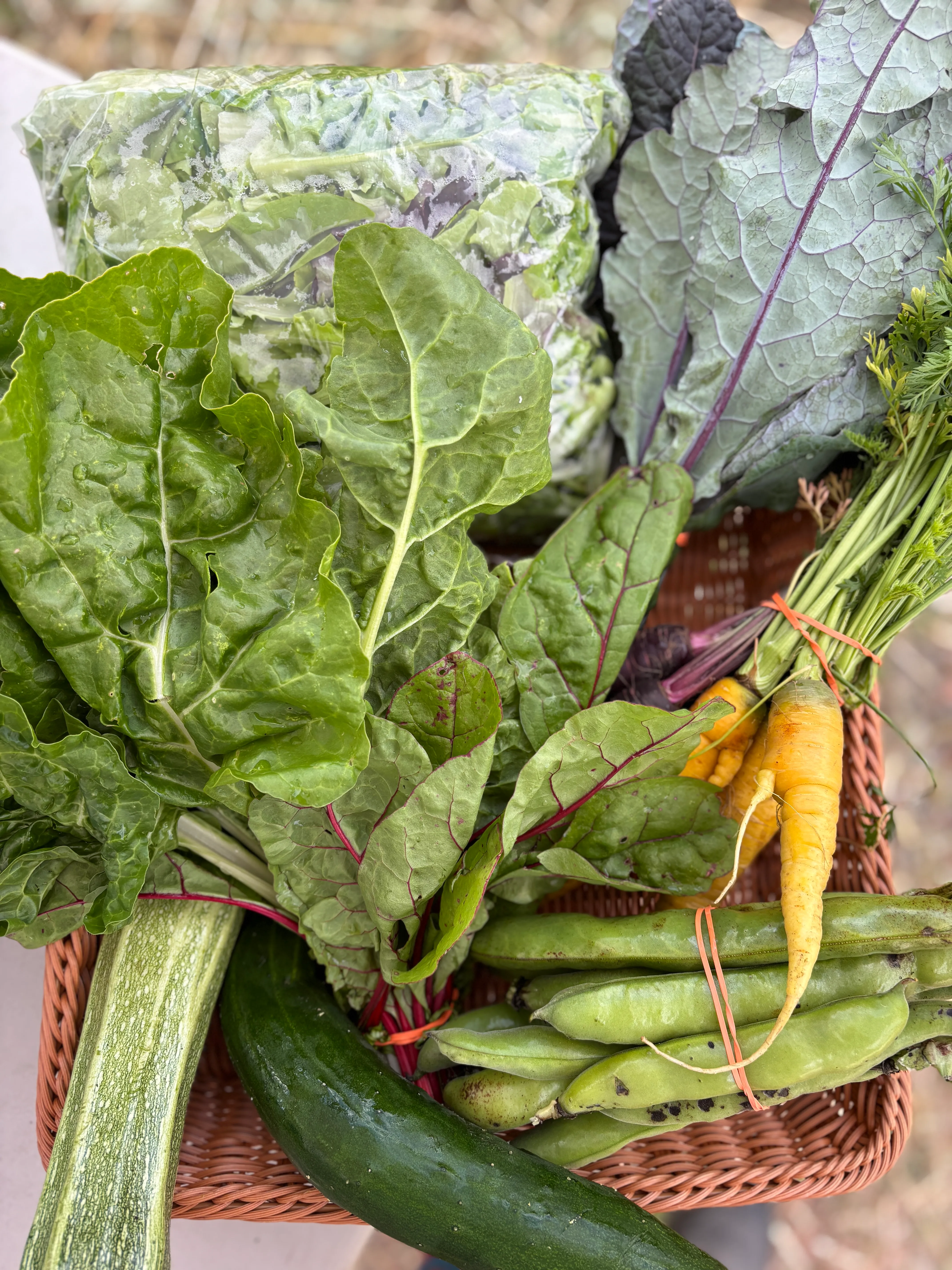 Week 6 CSA share