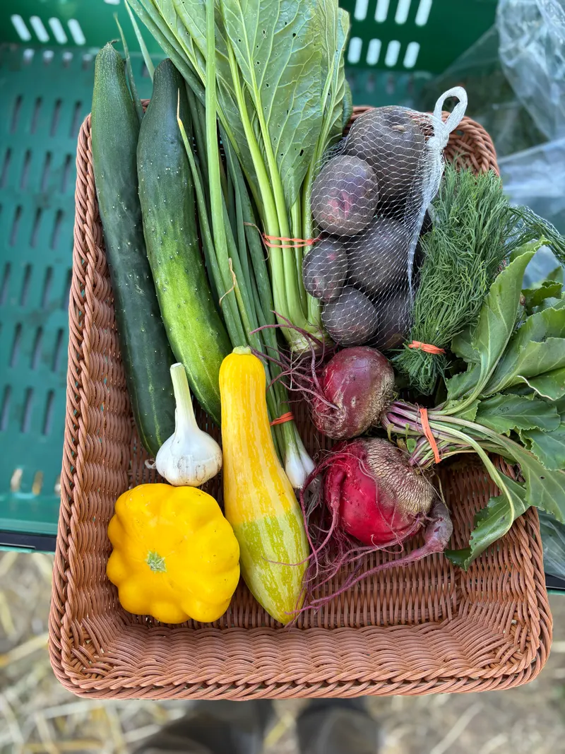 CSA share from week 7.