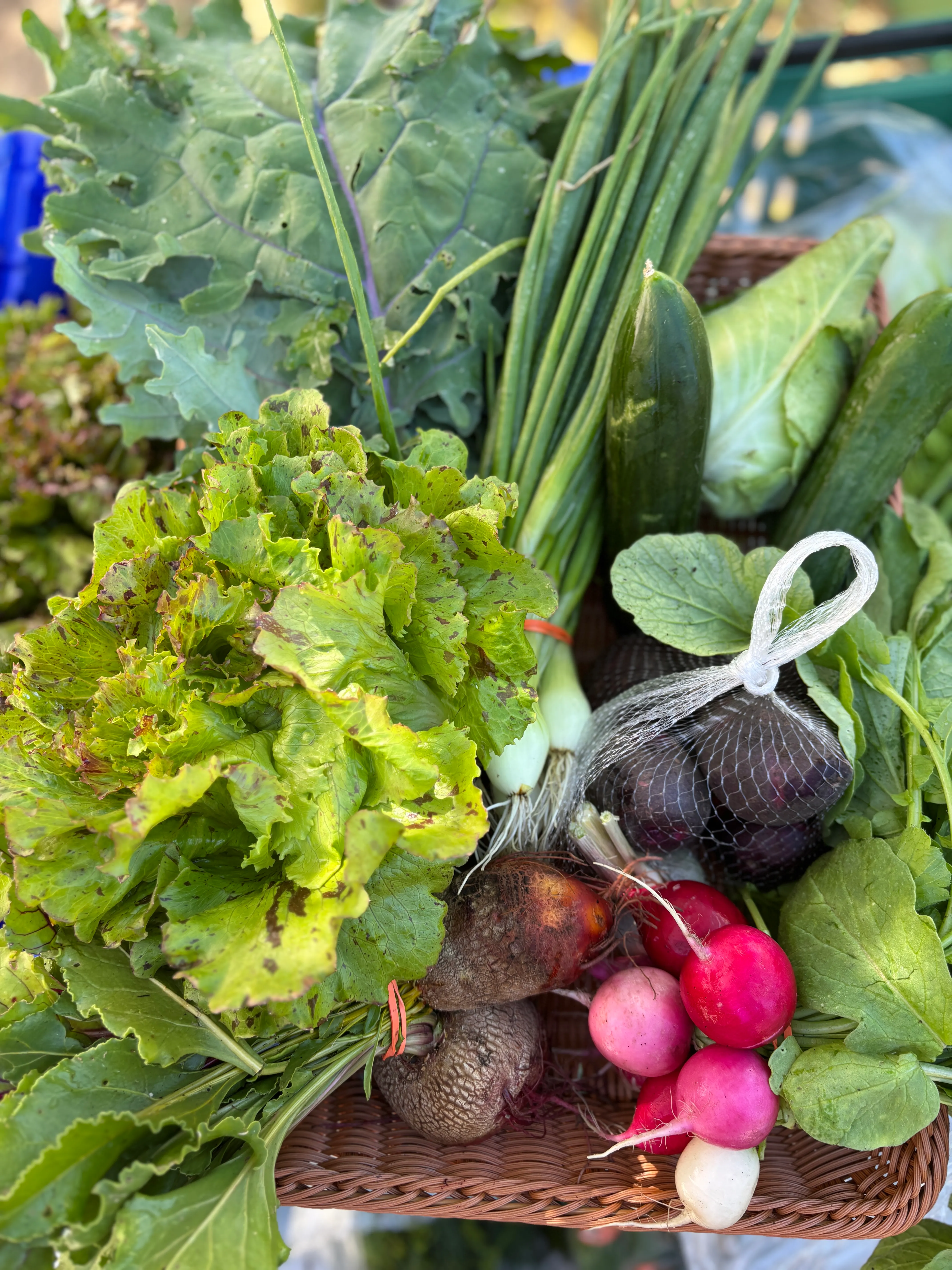 Week 8 CSA share
