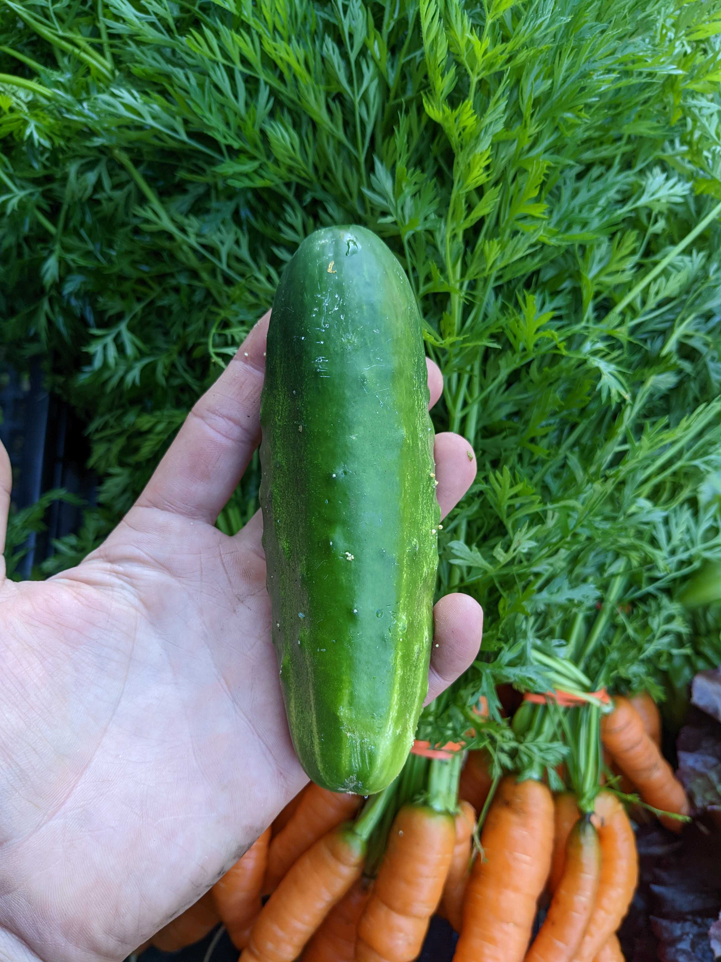 A picture of Cucumber - Straight 8