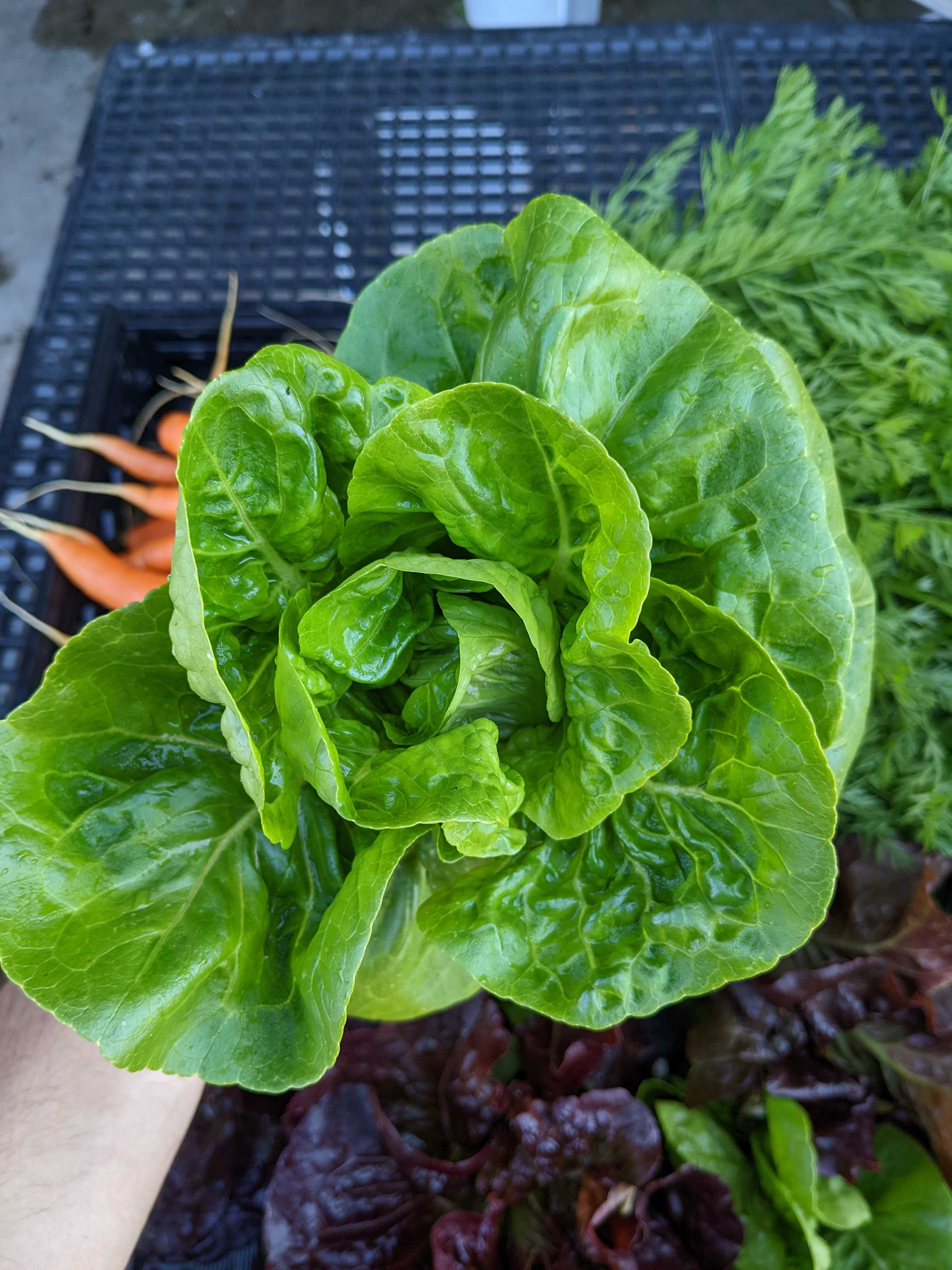 A picture of Lettuce - Little Gem