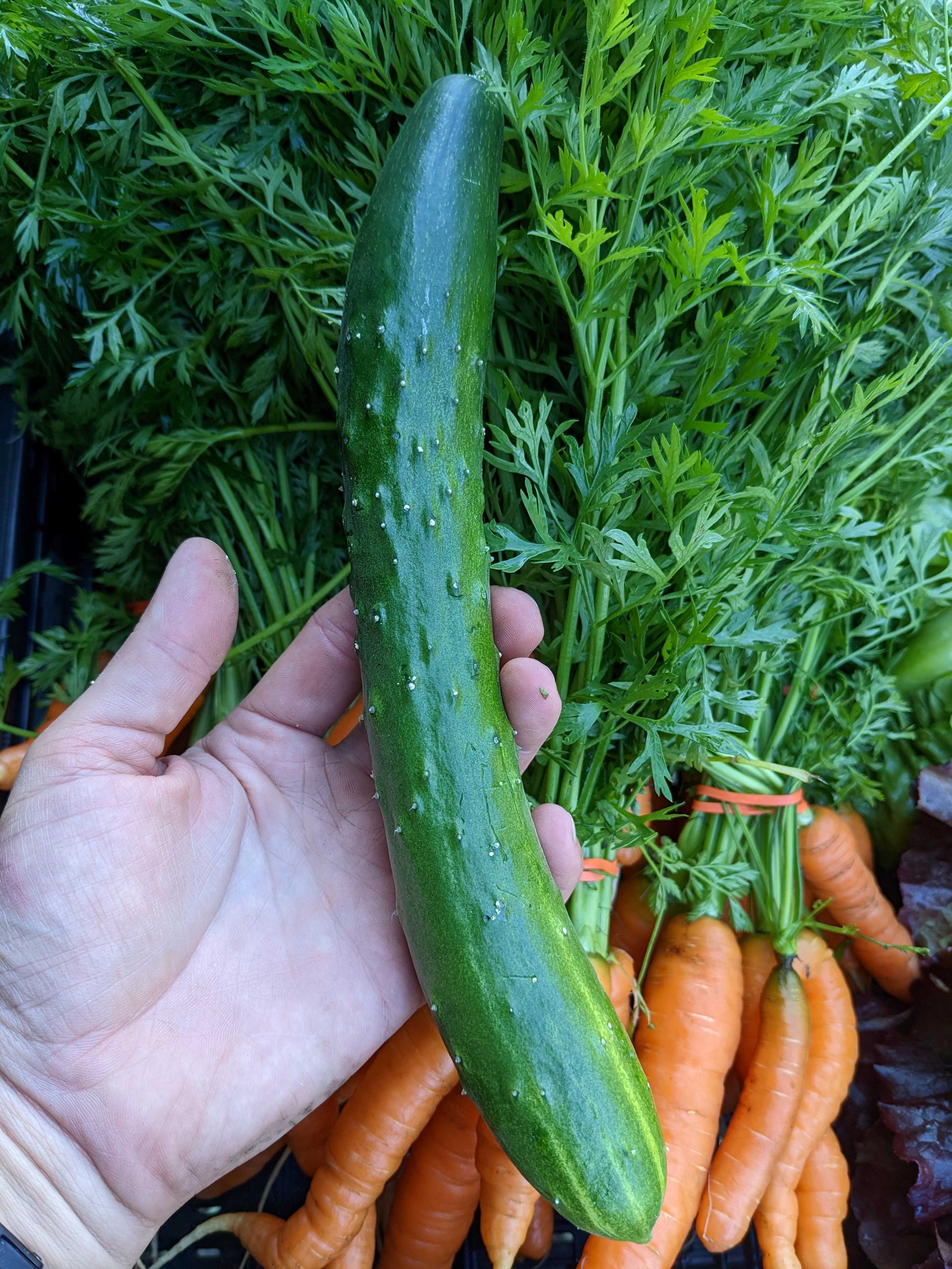 A picture of Cucumber - Tasty Green