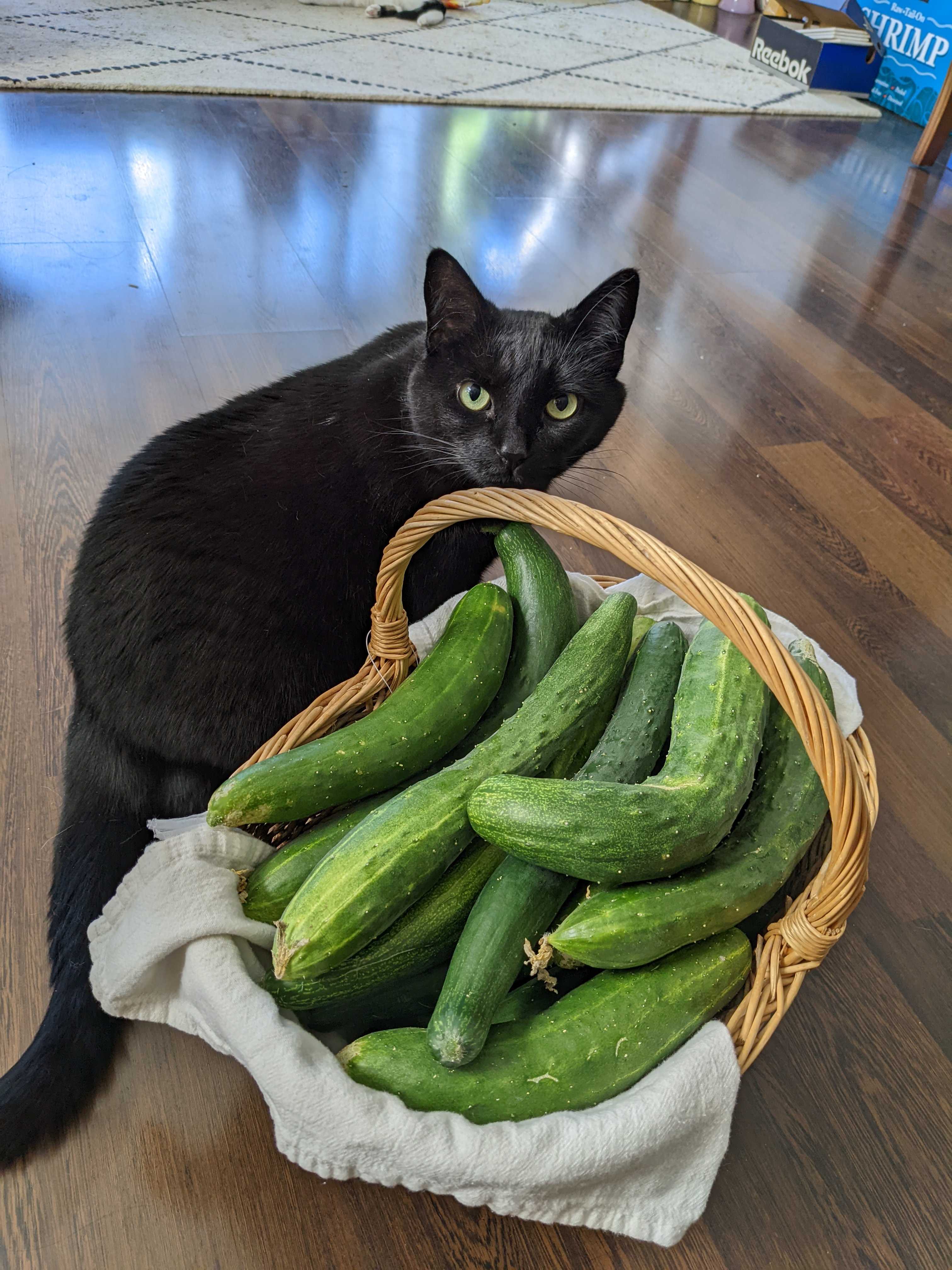 A picture of Cucumber - Tasty Green