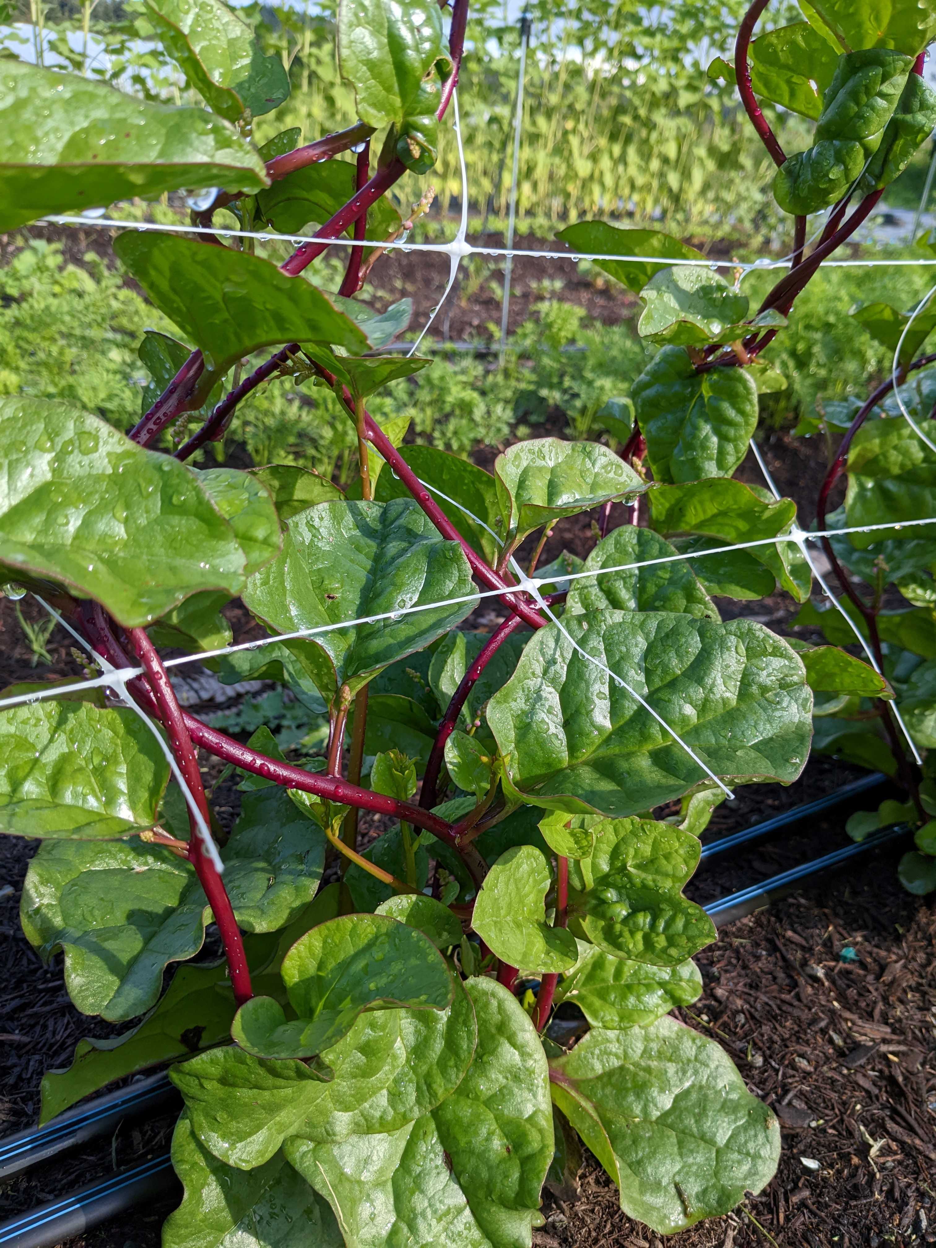 A picture of Malabar Spinach - Red