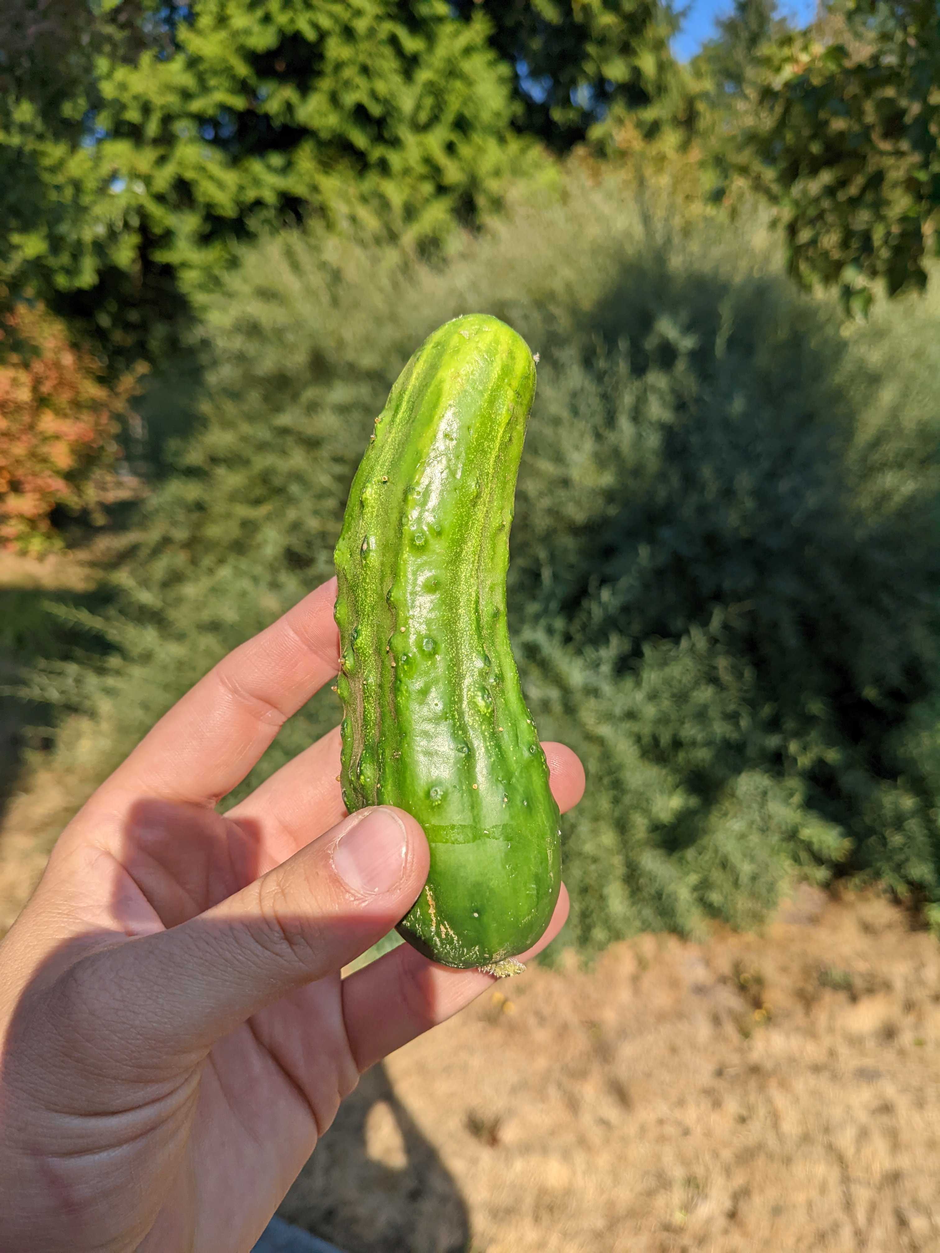 A picture of Cucumber - Pickling