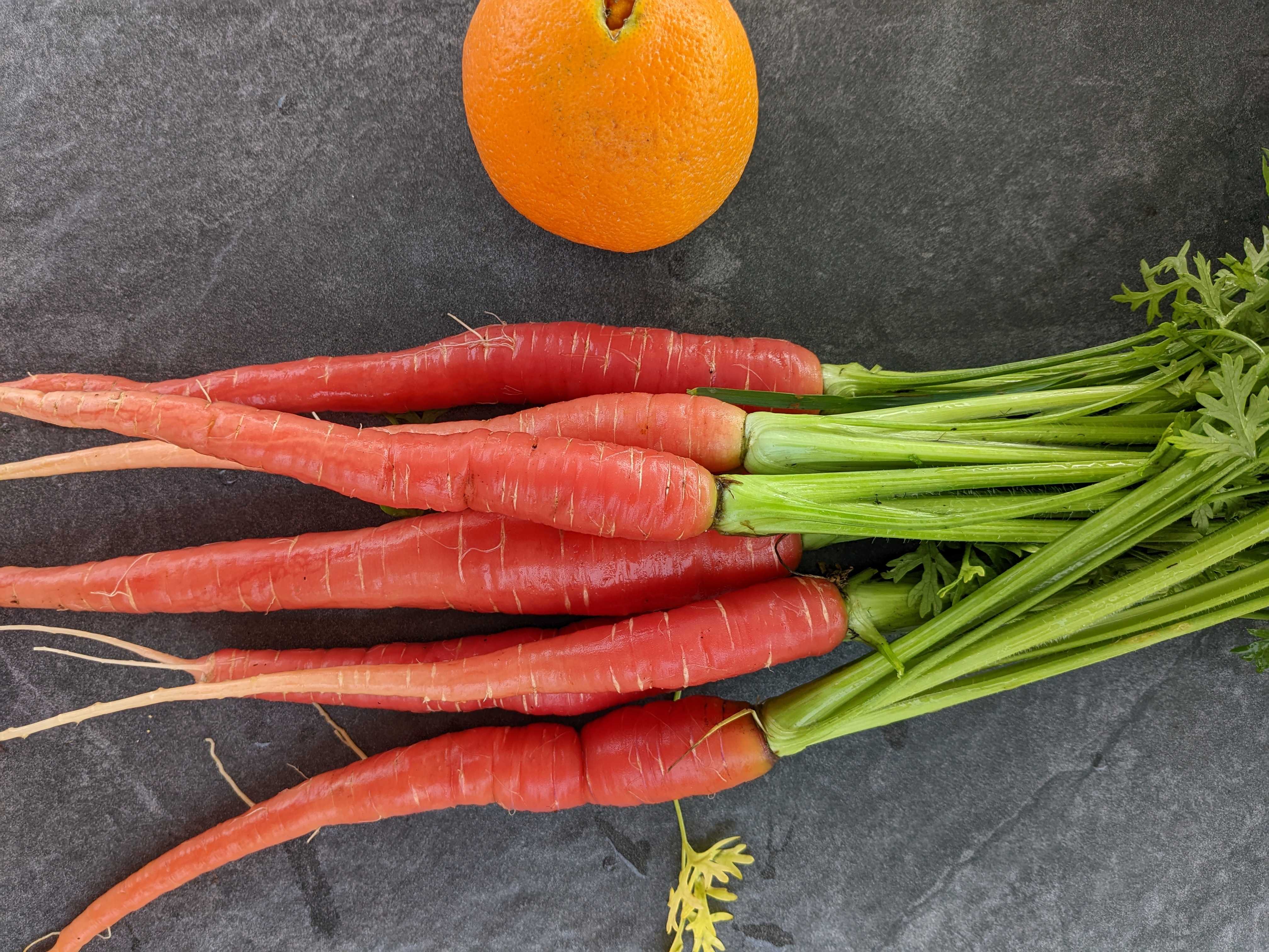 A picture of Carrot - Kyoto Red