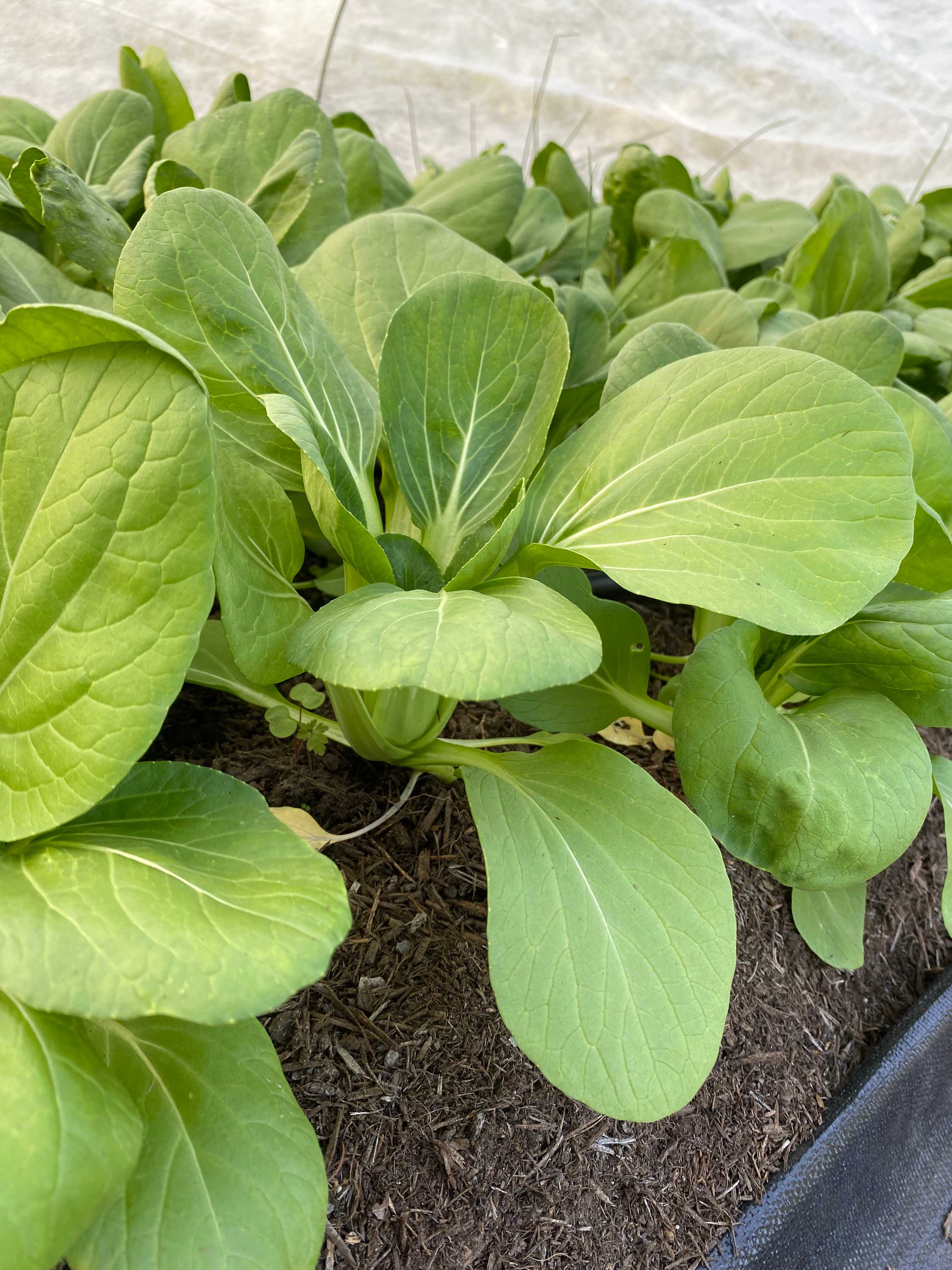 A picture of Pak Choi - Shanghai Green