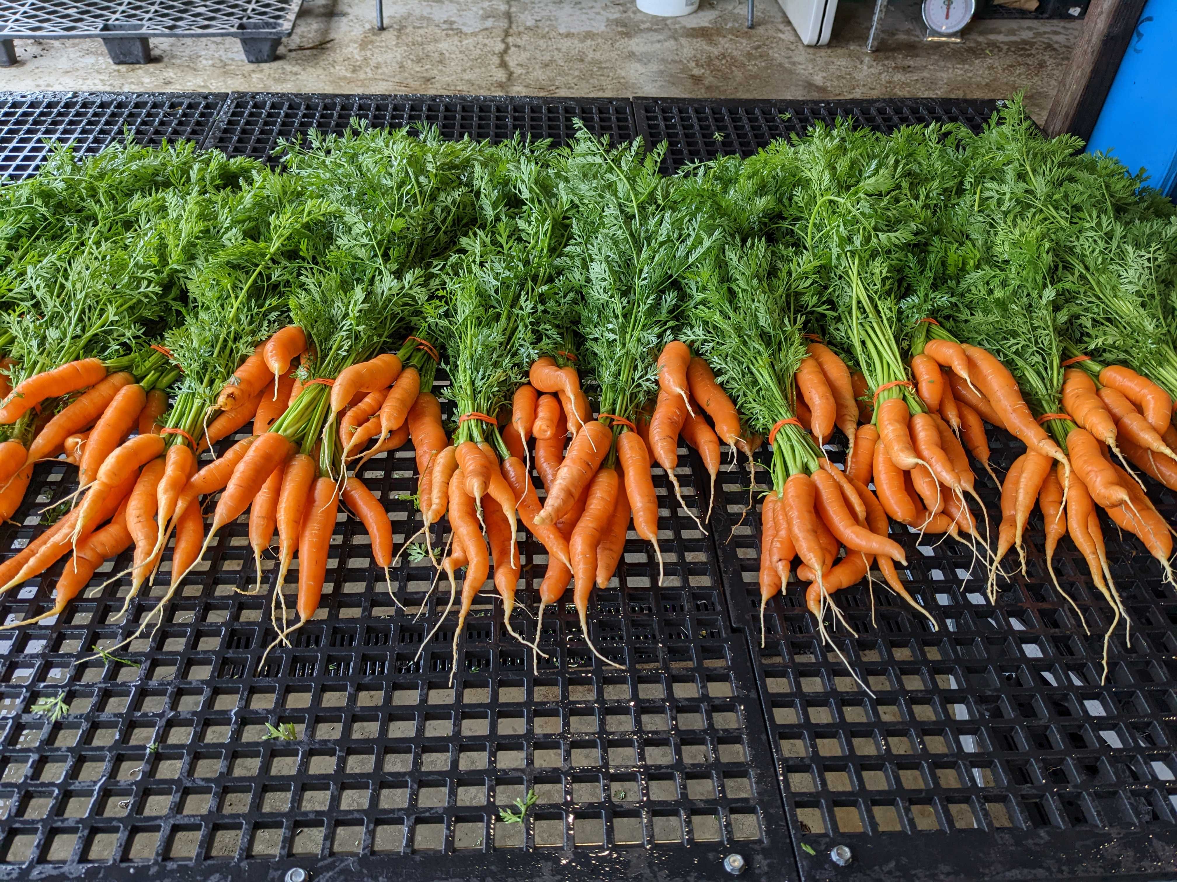 A picture of Carrot - Napoli