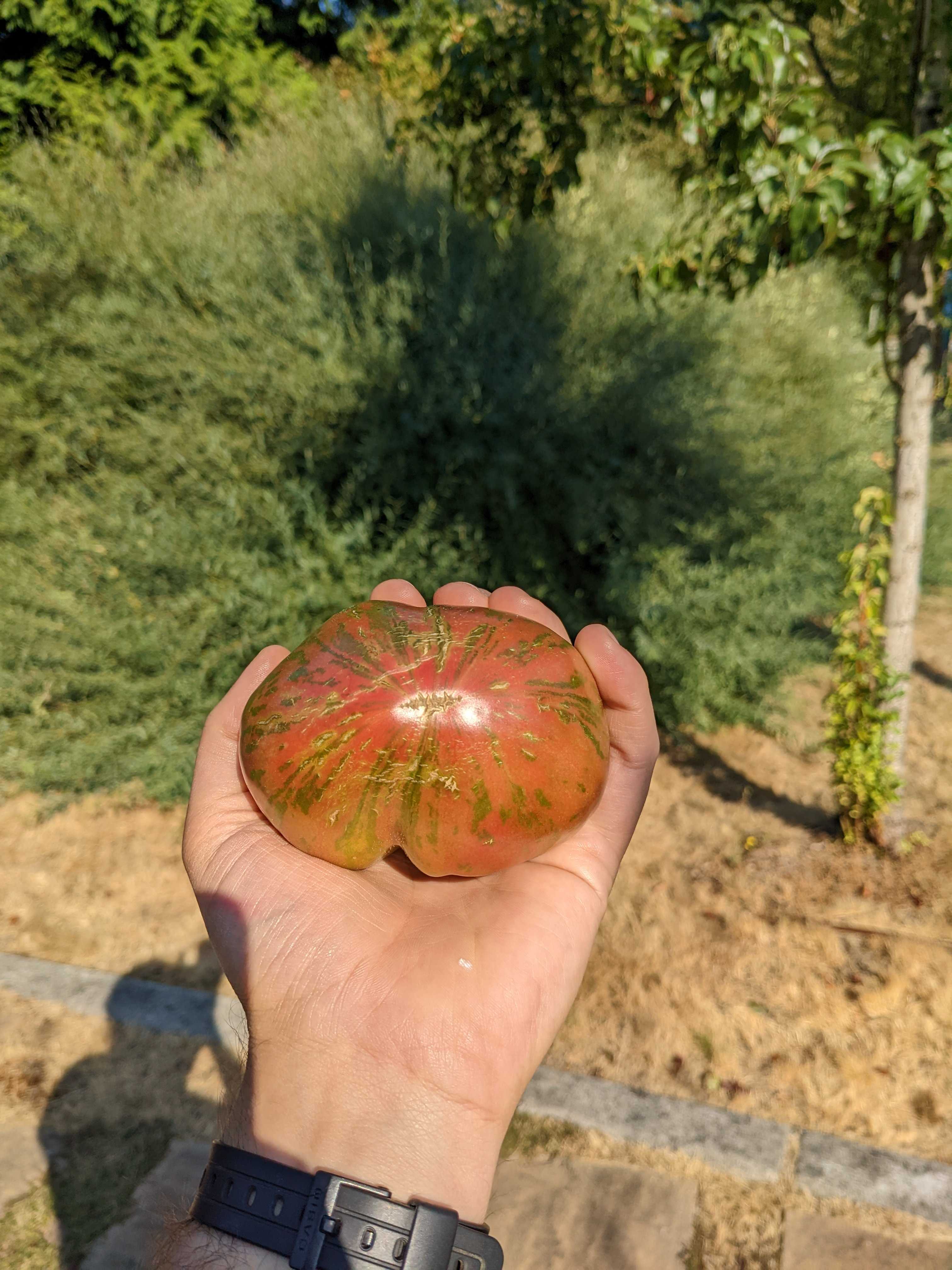 A picture of Tomato - Berkeley Pink Tye-Die