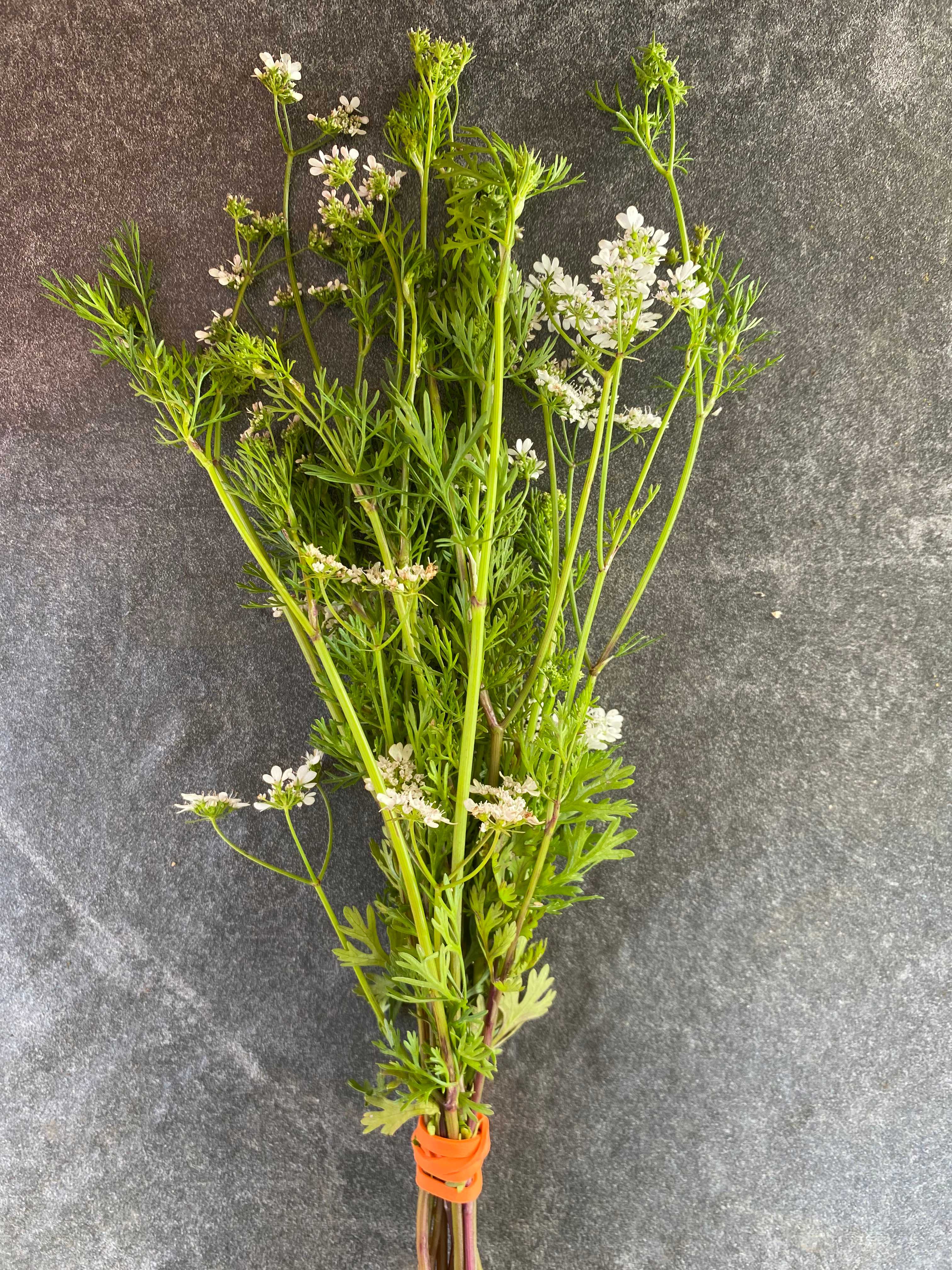 A picture of Cilantro - Flowering