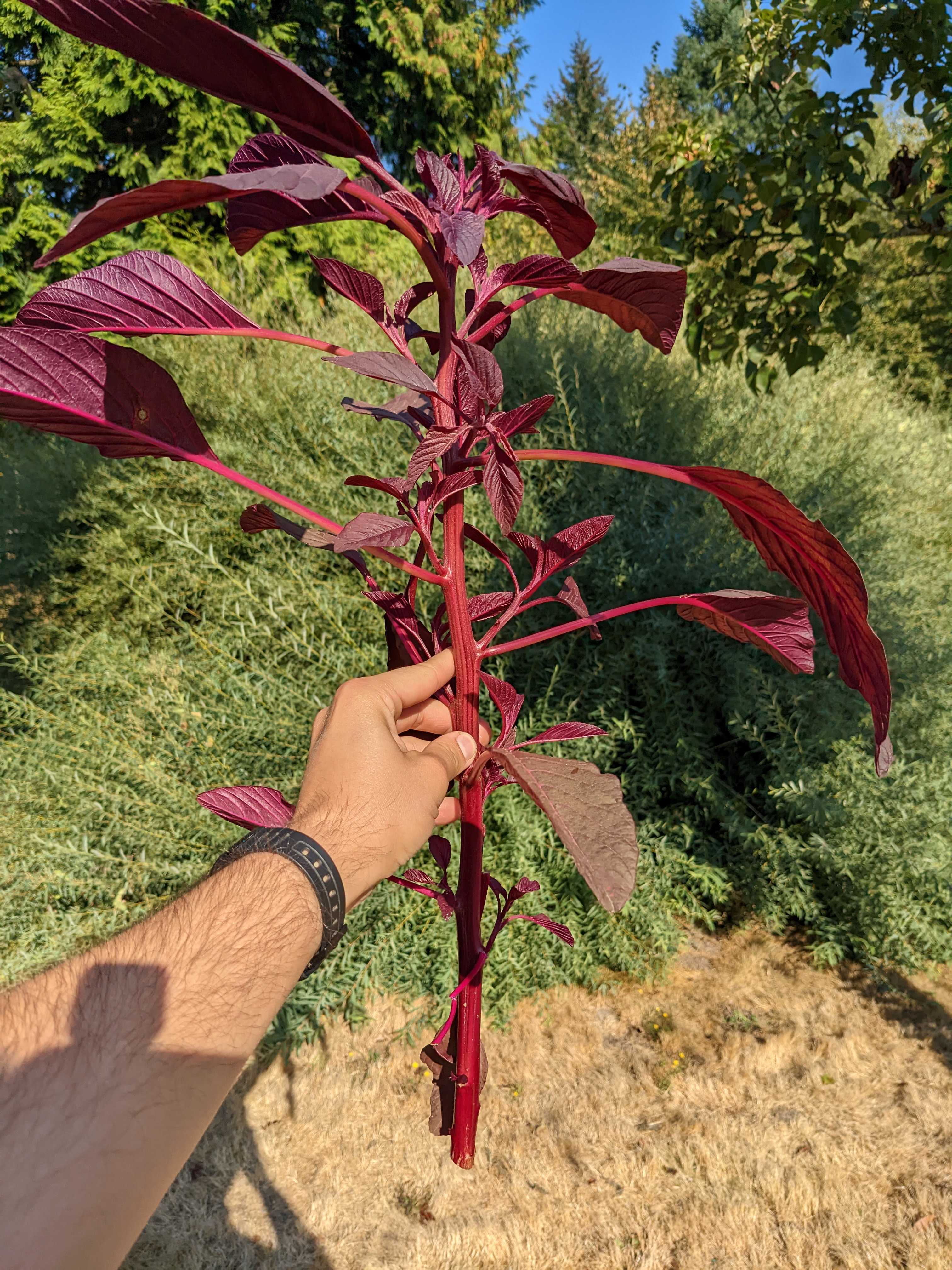 A picture of Amaranth - Leaf