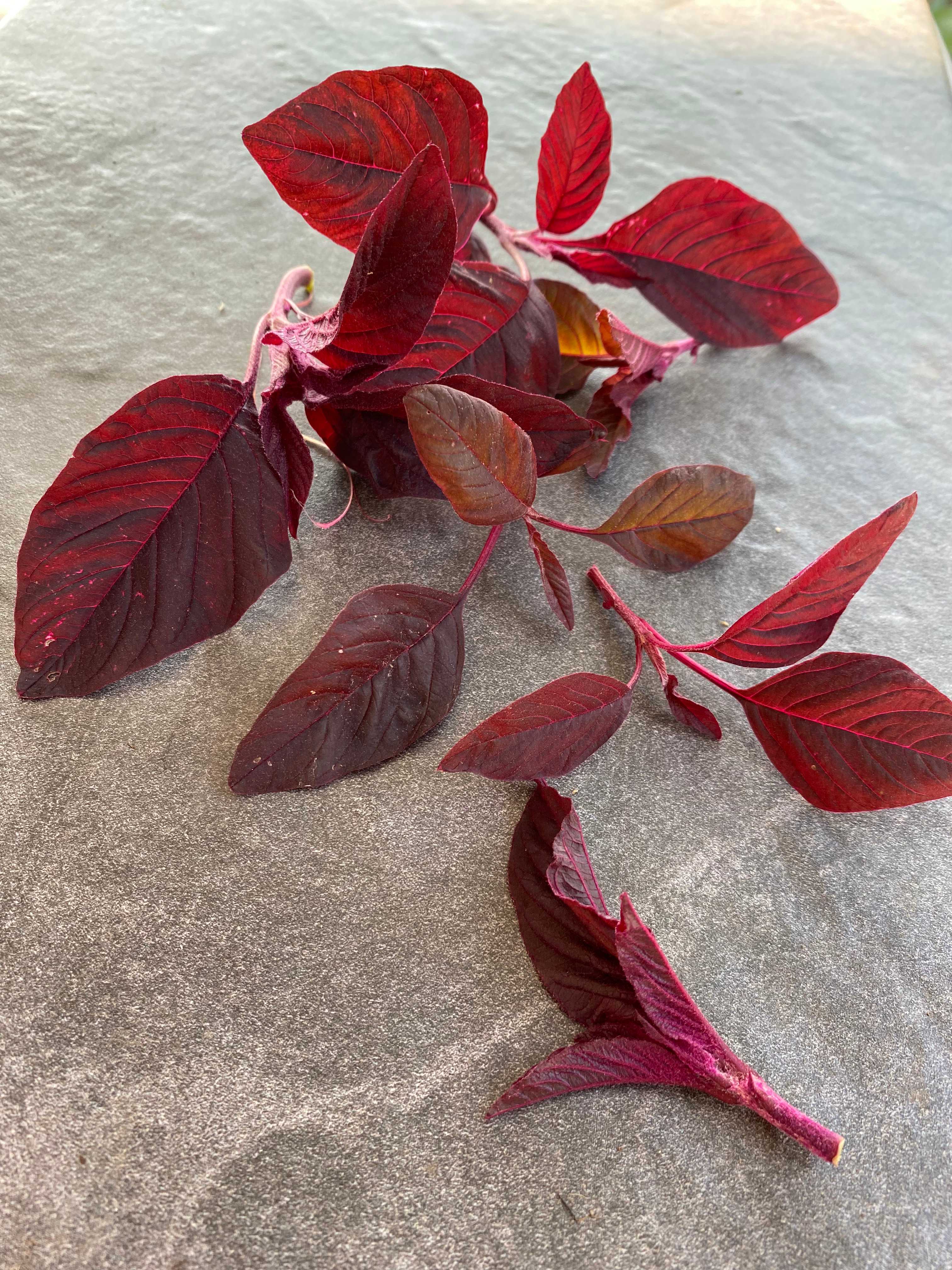 A picture of Amaranth - Leaf