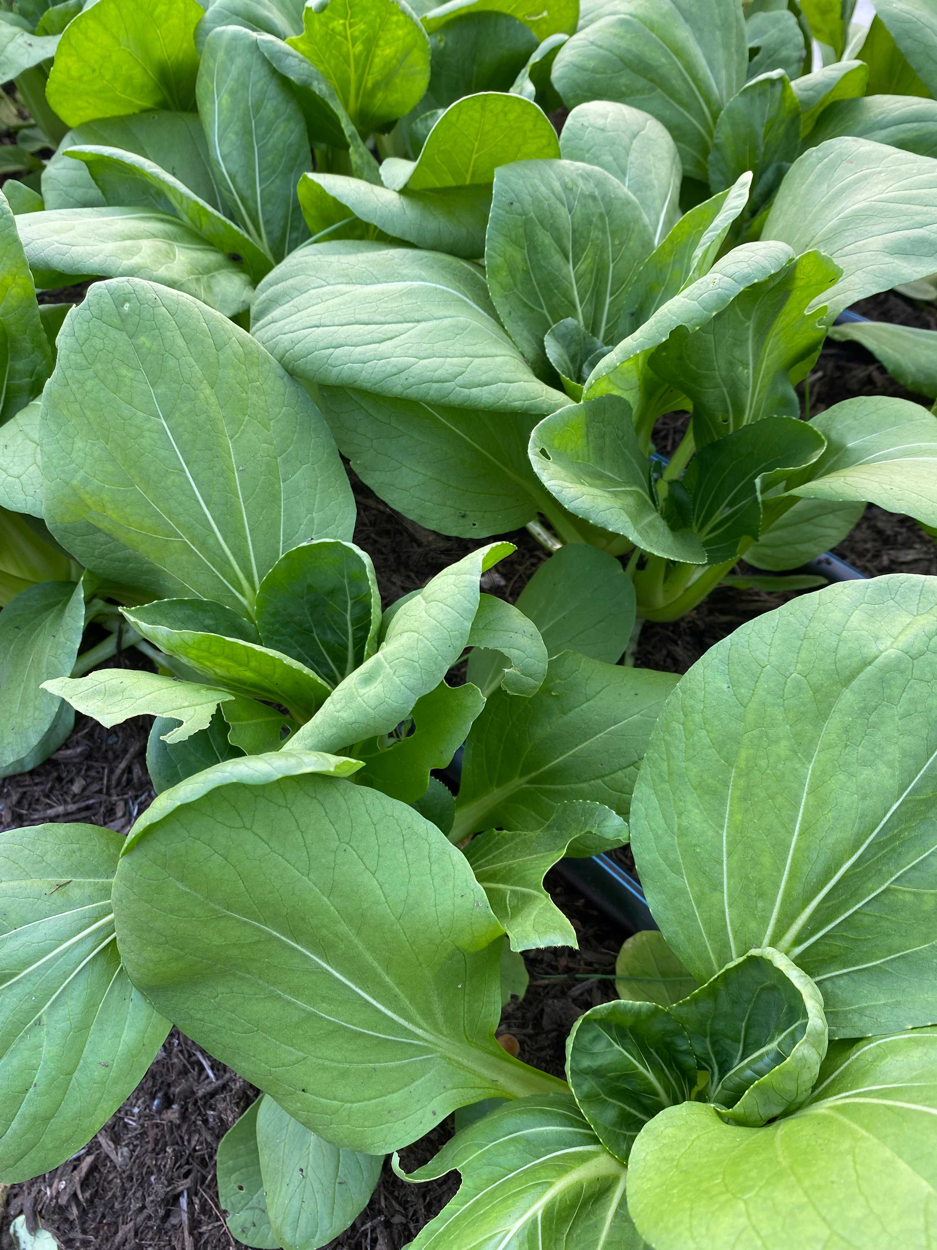 A picture of Pak Choi - Shanghai Green