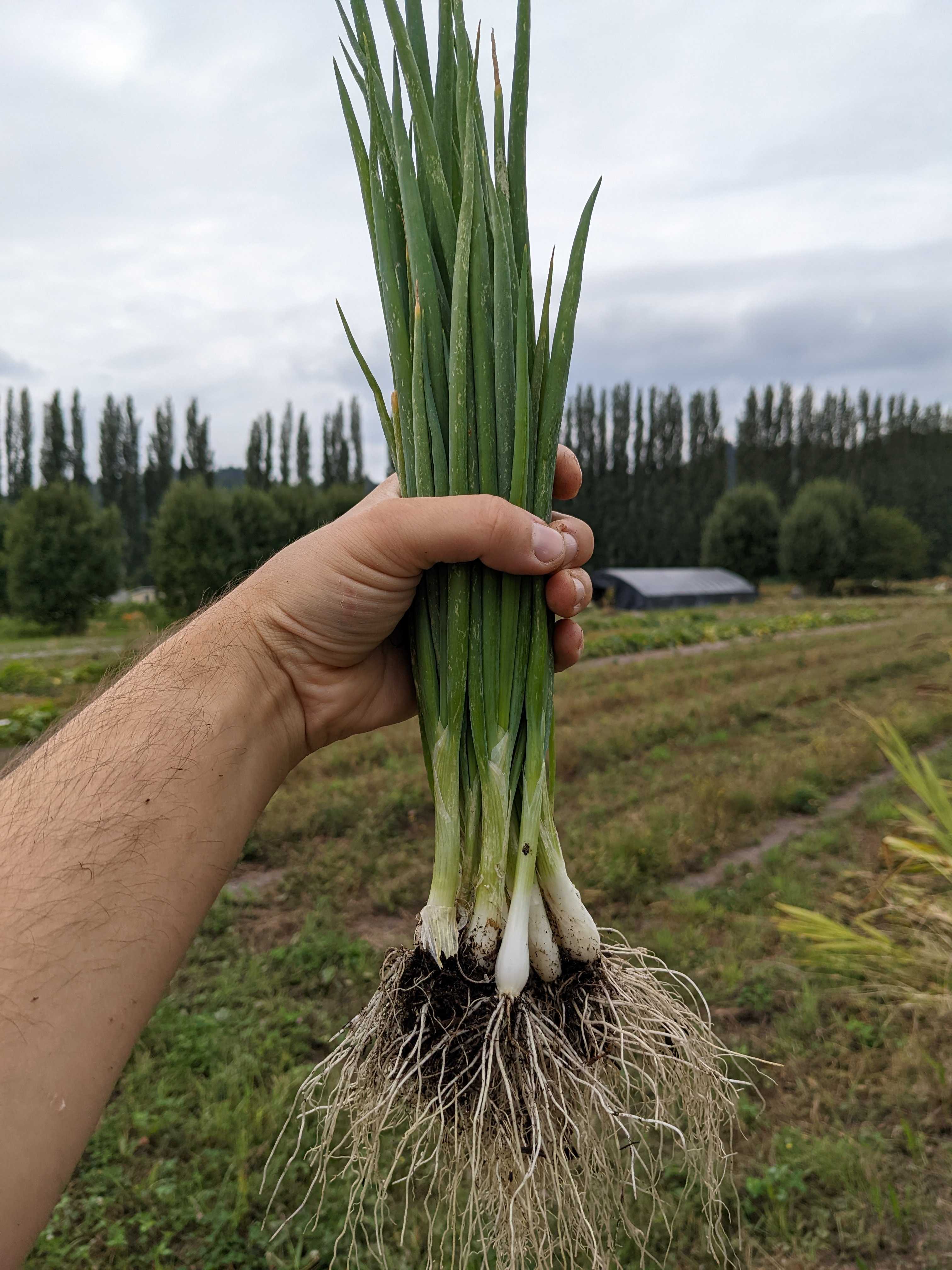 A picture of Onion - Green Bunching