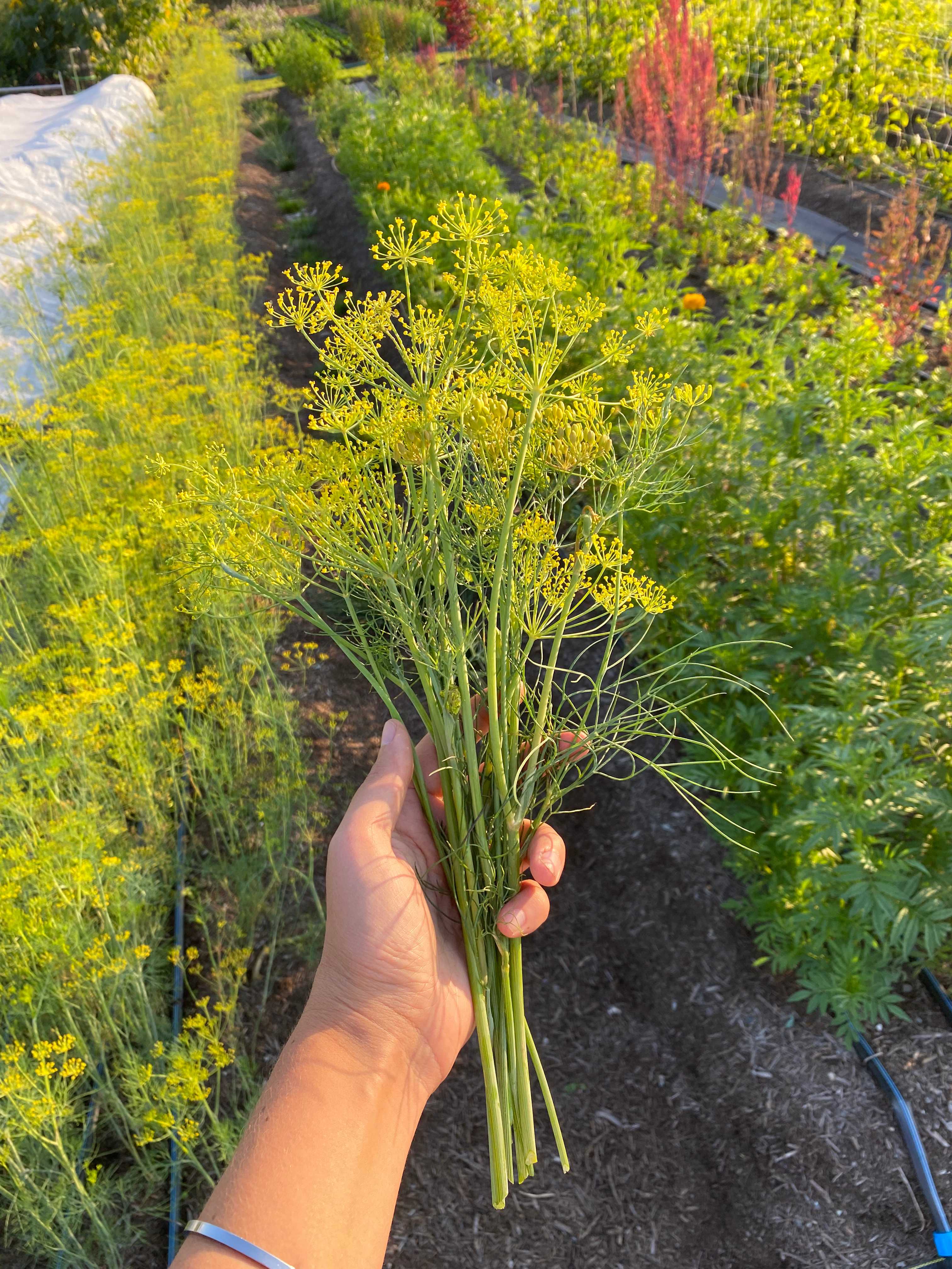 A picture of Dill - Flower
