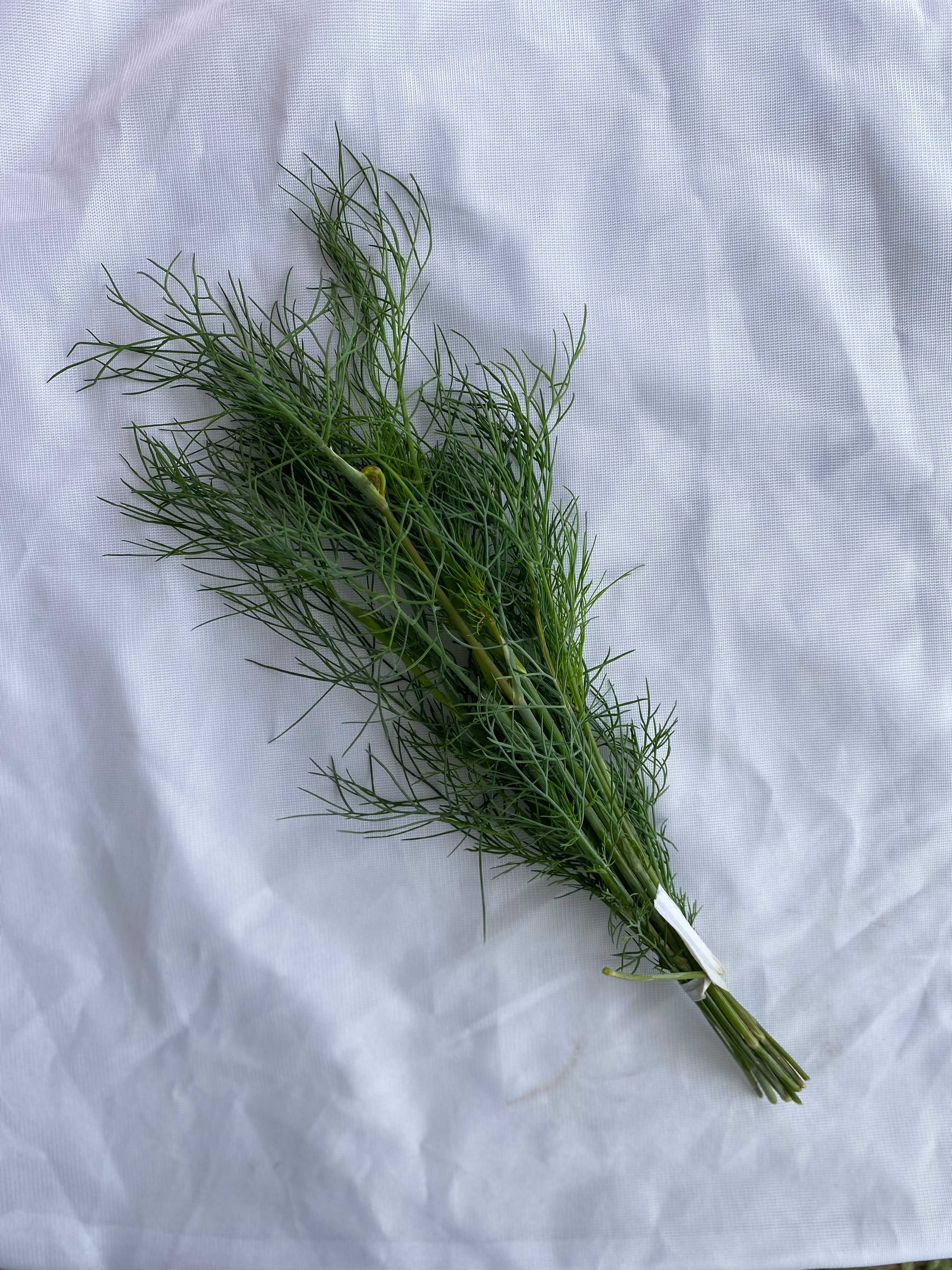 A picture of Dill - Fresh