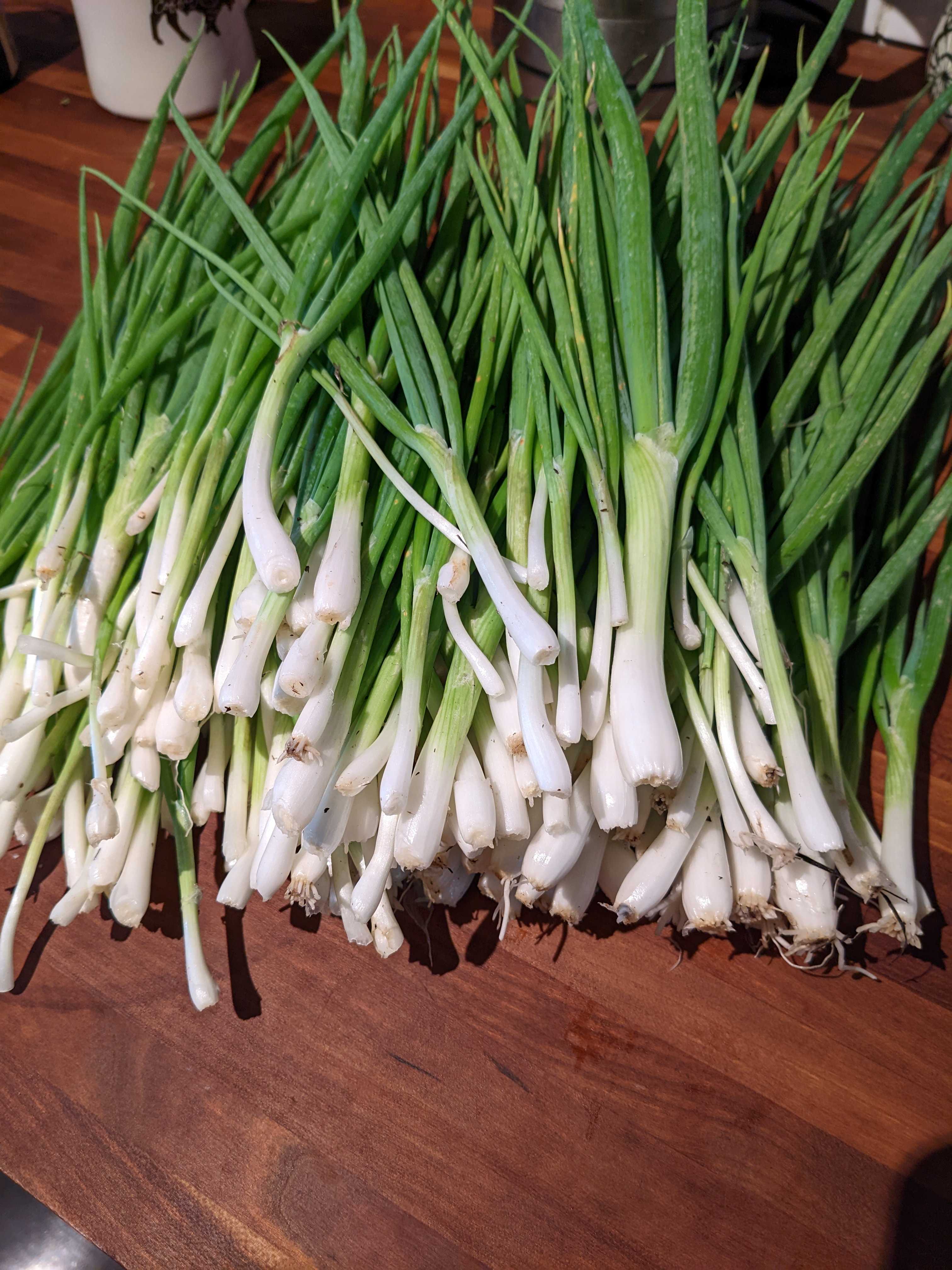 A picture of Onion - Green Bunching